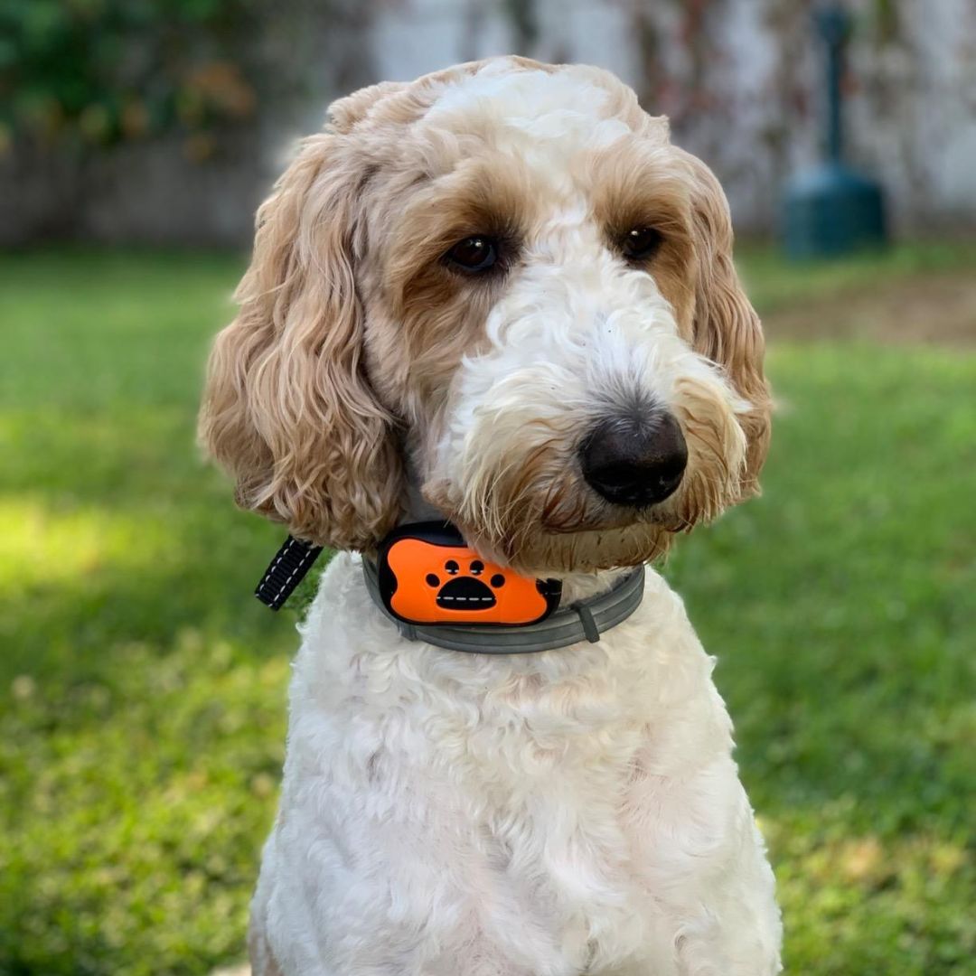 The Charlie Anti-Bark Vibration Collar will Safely Control your Dog's Barking.
