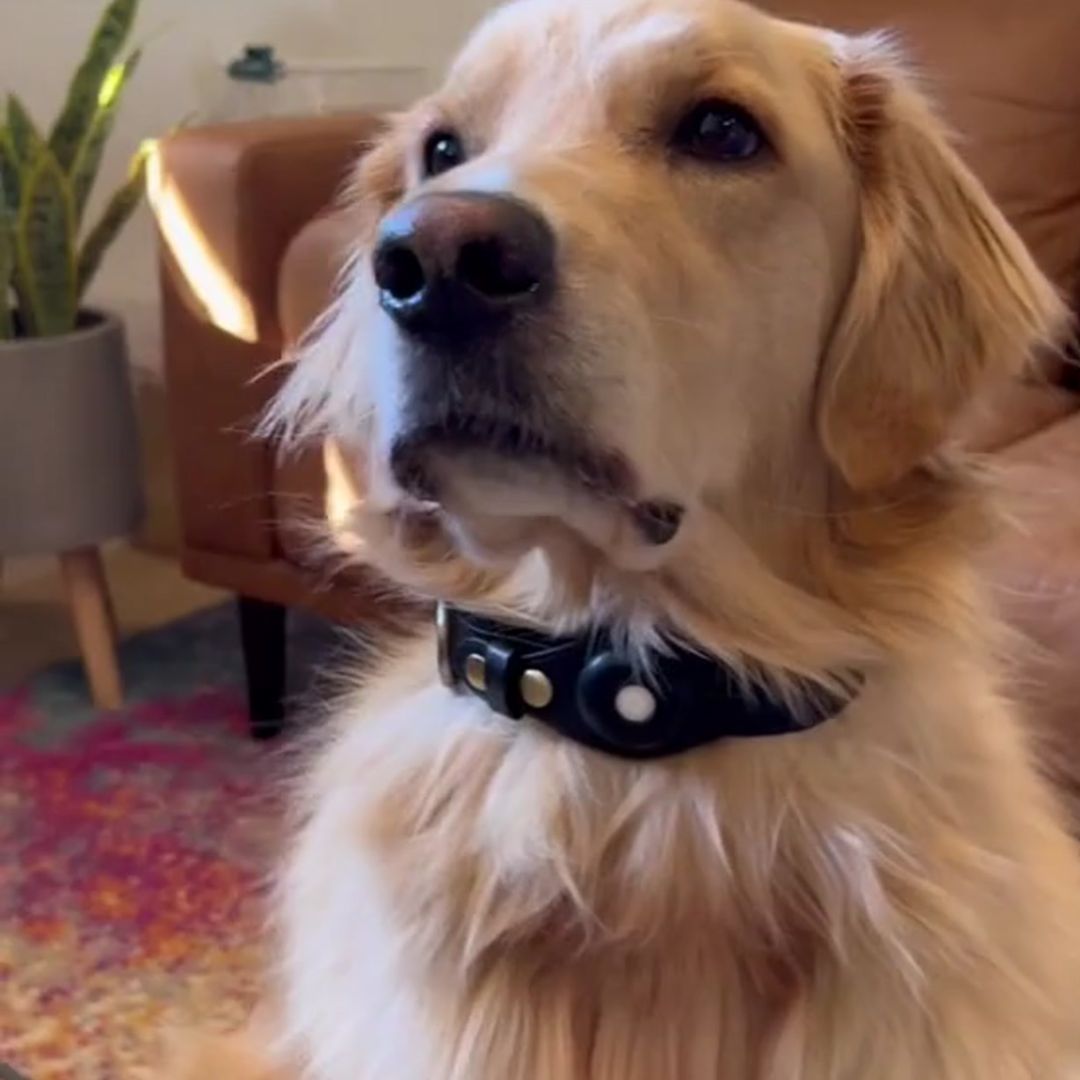 Revolutionize Your Dog’s Safety with The Buddy Air Tag Collar!