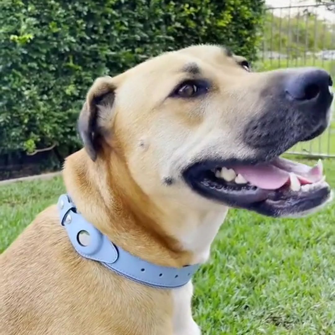 Revolutionize Your Dog’s Safety with The Buddy Air Tag Collar!