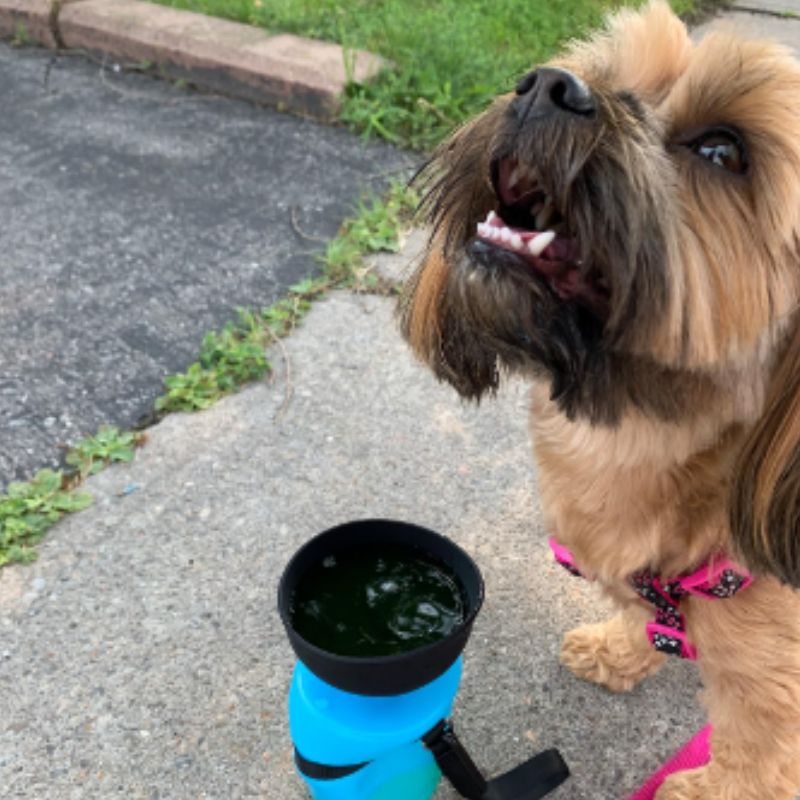 The Kana Dog Water Bottle | Convenience On-The-Go