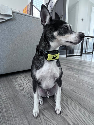 The Charlie Anti-Bark Vibration Collar will Safely Control your Dog's Barking.