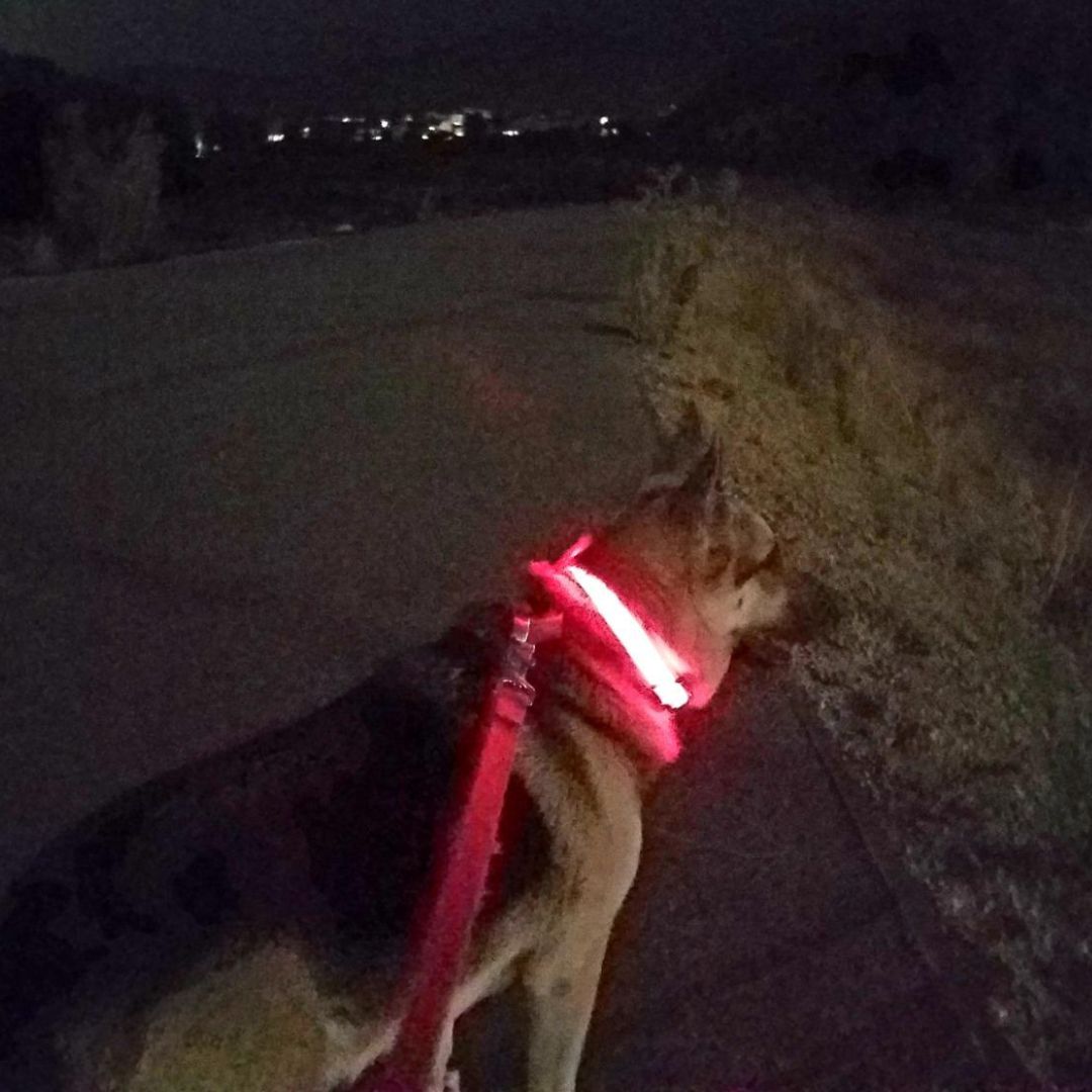 Say Goodbye to Dark Walks and Hello to Safety with The Daisy LED Dog Collar!